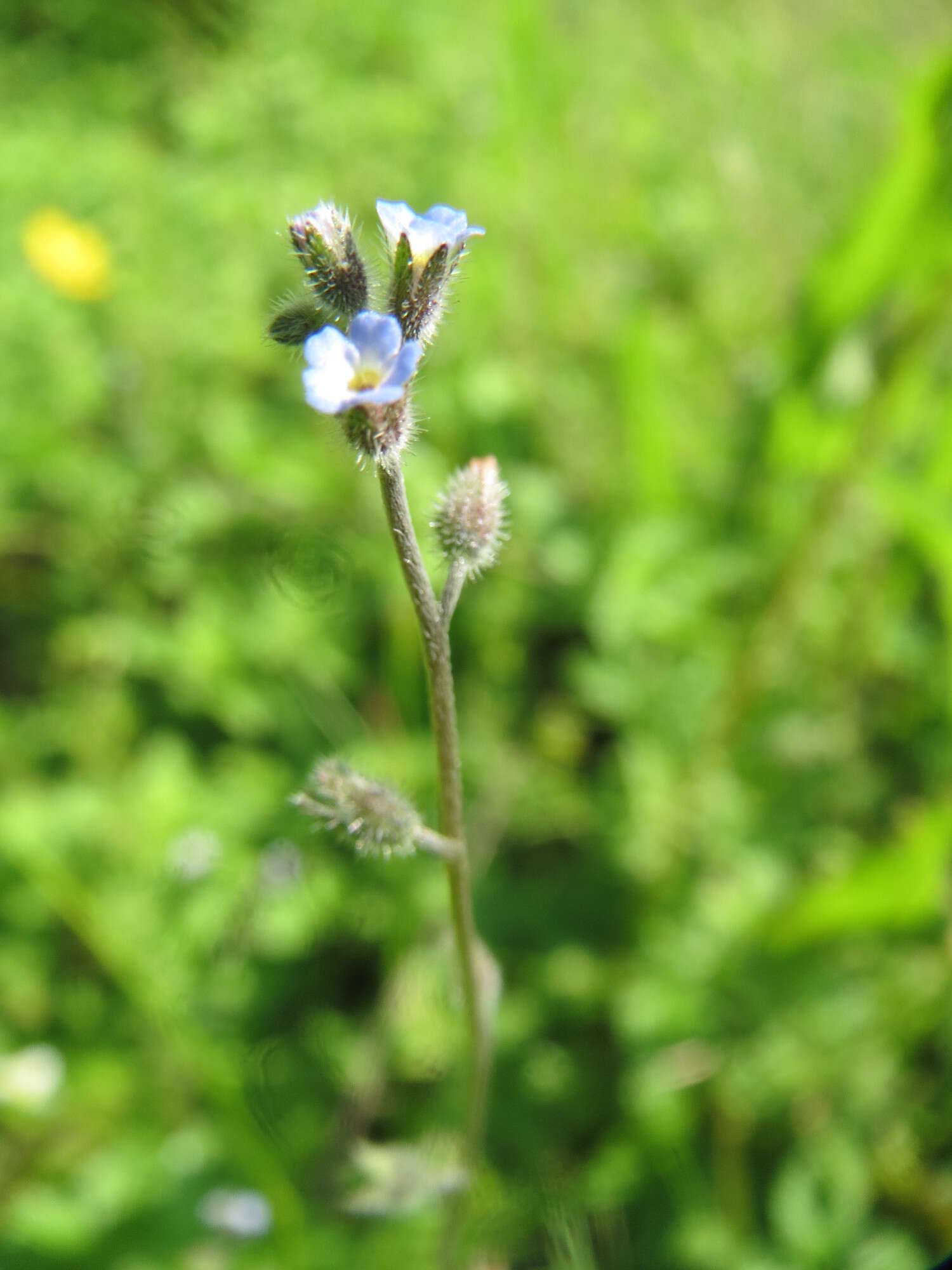 Image of Early Forget-me-not