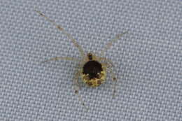 Image of Theridion varians Hahn 1833