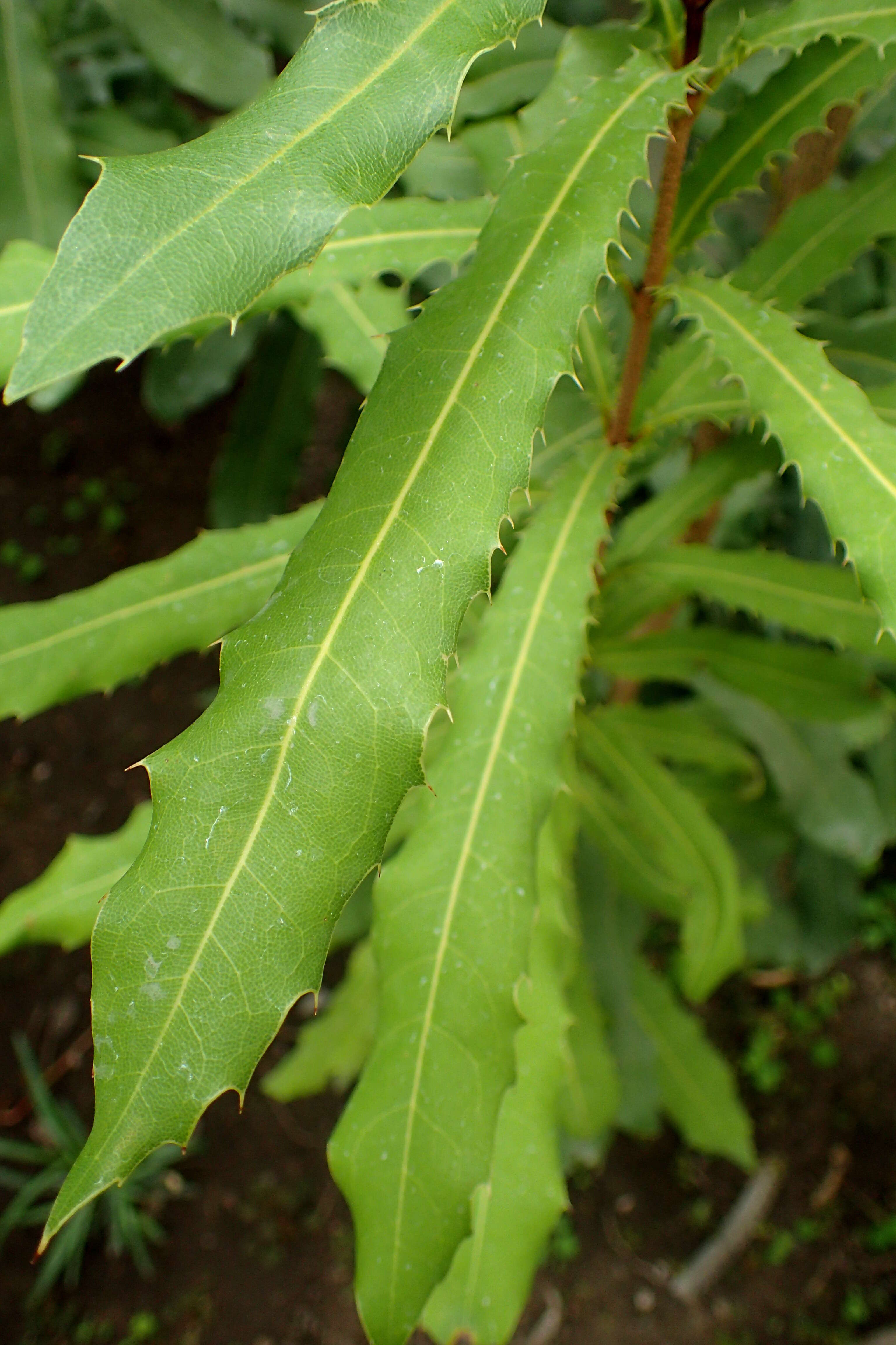 Image of Macadamia ternifolia F. Müll.