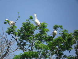 Image of Pink-backed Pelican