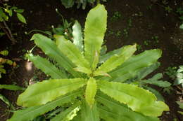 Image of Macadamia ternifolia F. Müll.