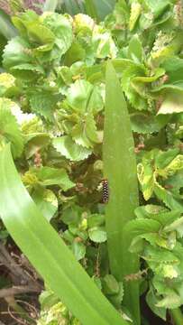 Image de Acalypha wilkesiana Müll. Arg.