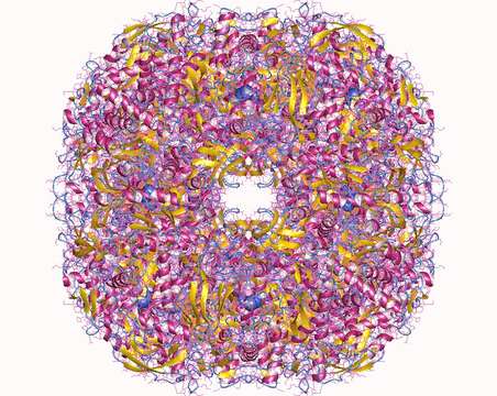 صورة Helicobacteraceae