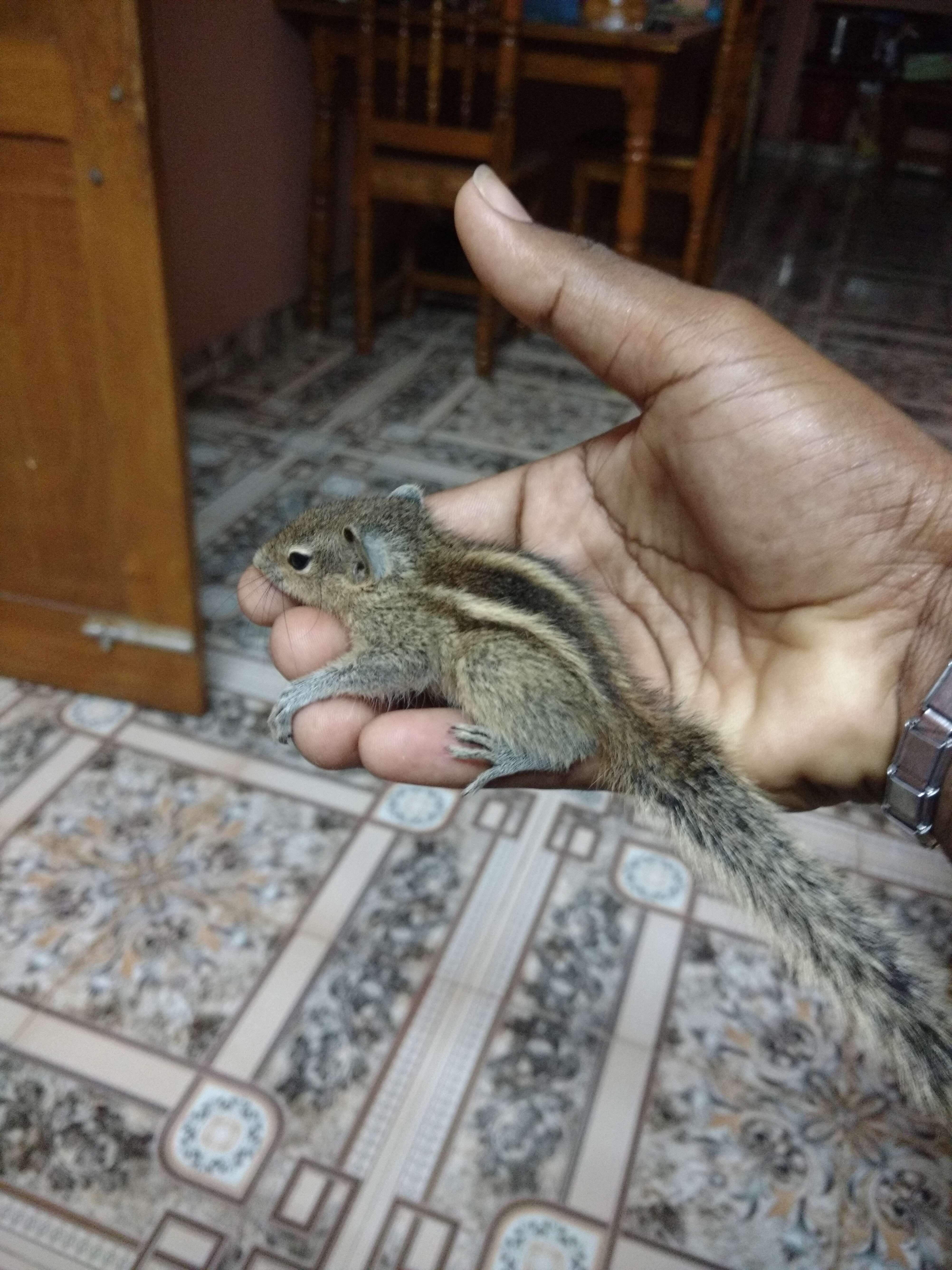 Image of Indian palm squirrel