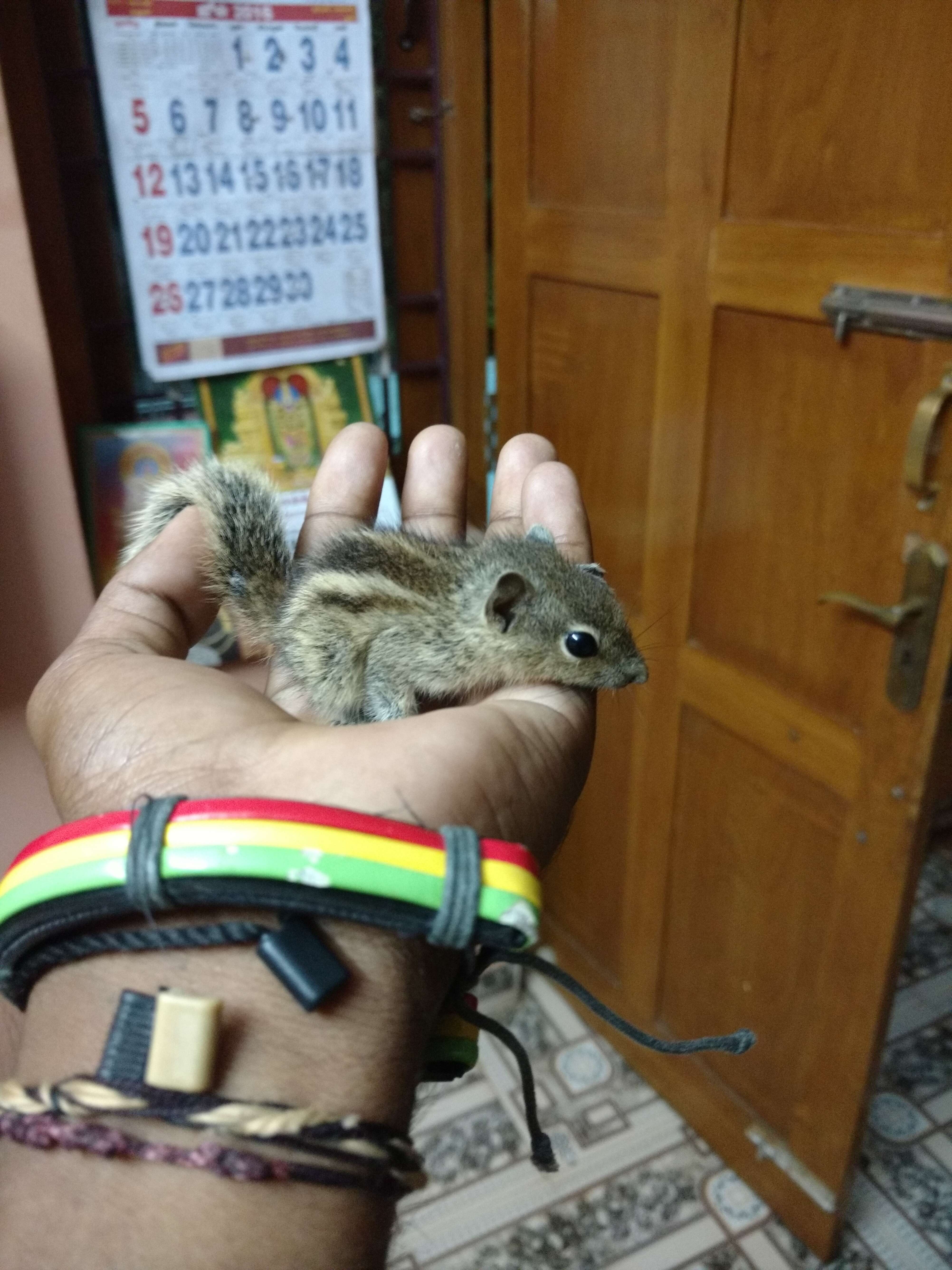 Image of Indian palm squirrel