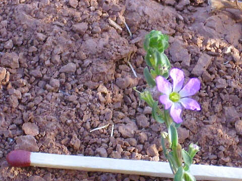 Image de Lythrum à Ttrois Bractées