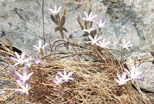 Sivun Brodiaea pallida Hoover kuva