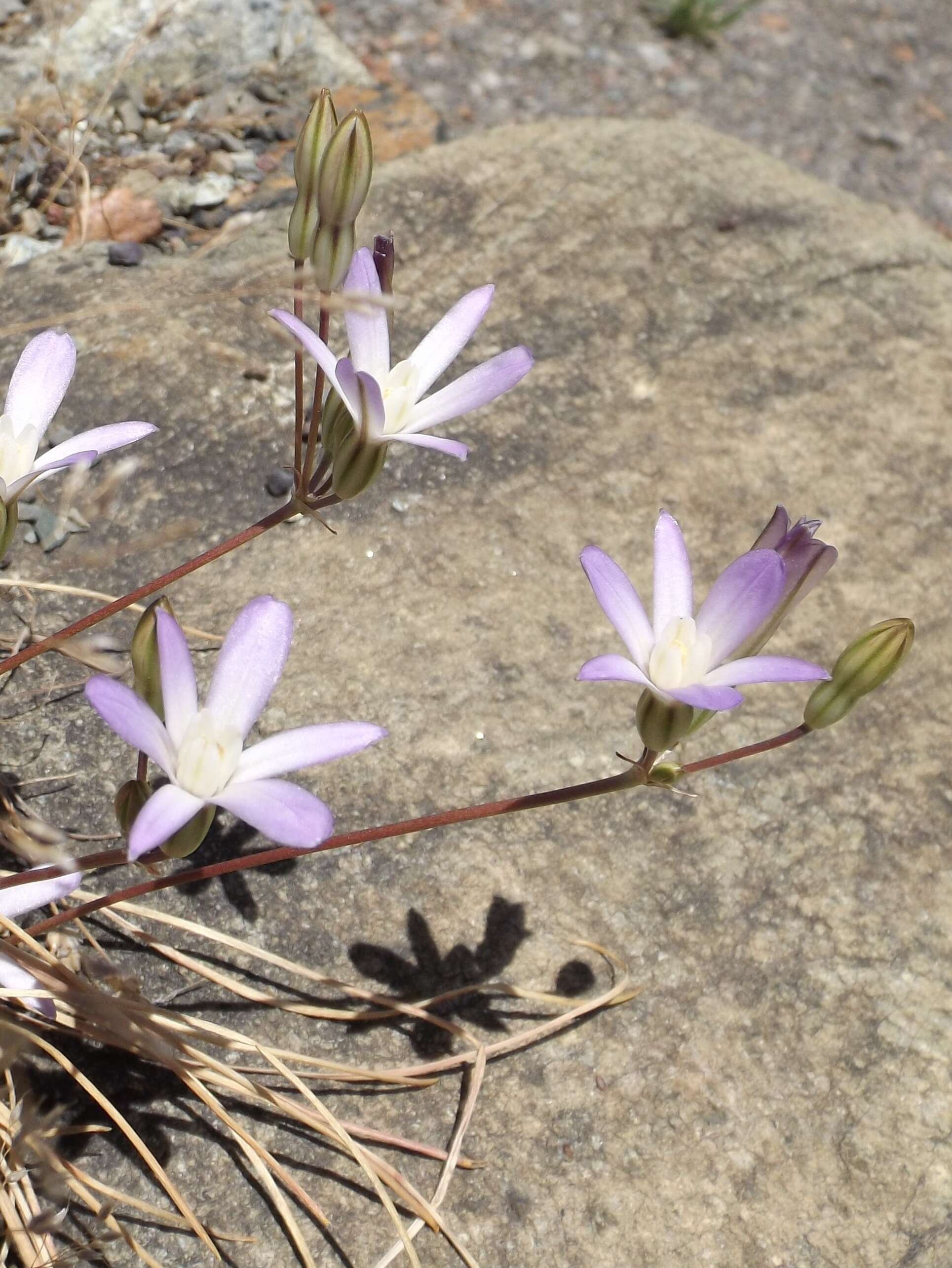 Sivun Brodiaea pallida Hoover kuva