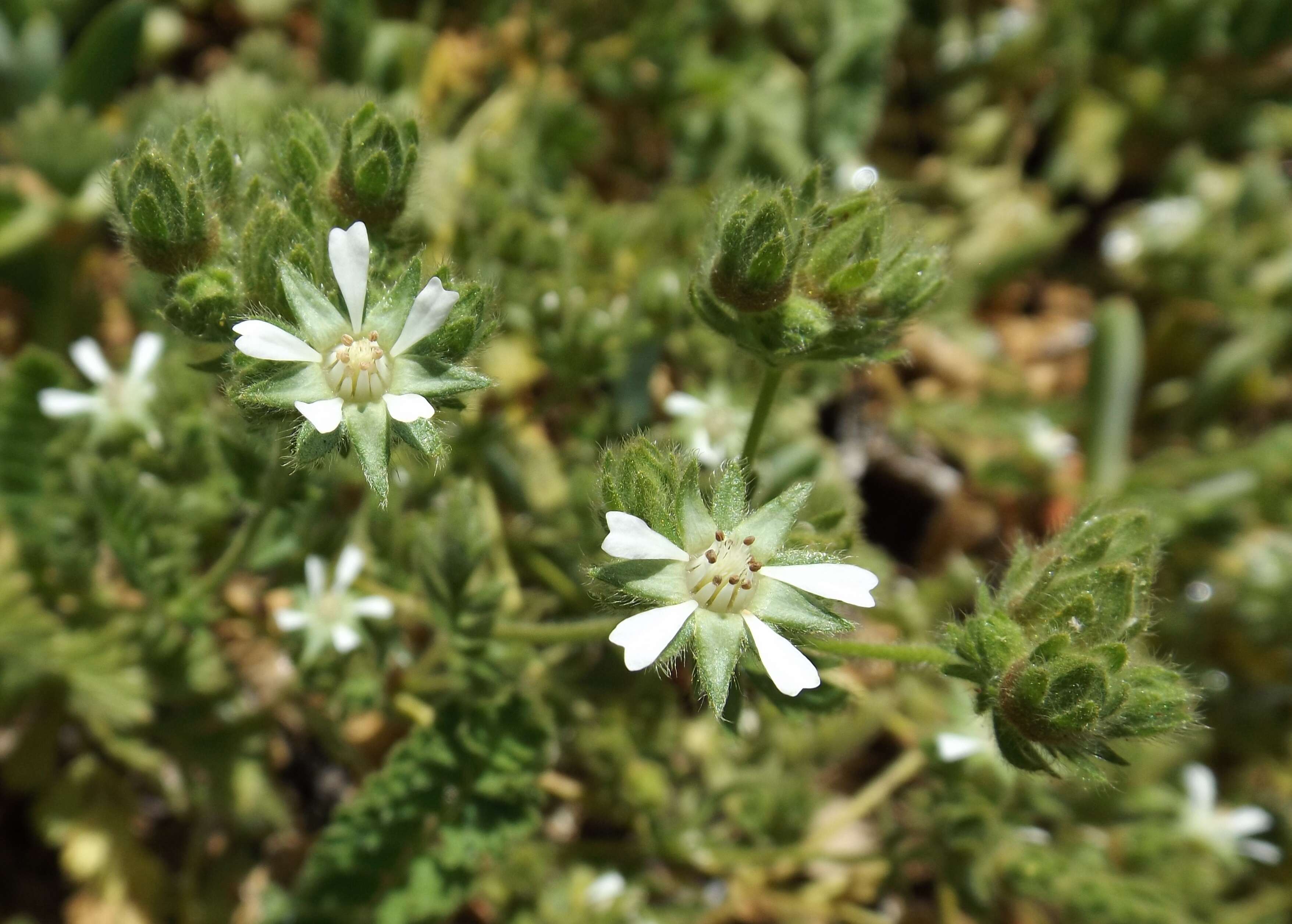 Image de Horkelia marinensis (Elmer) Crum ex Keck