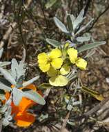 Image of island wallflower