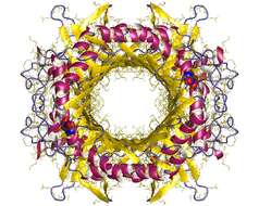 Image of Aspergillus flavus Link 1809