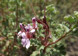 Imagem de Pelargonium exstipulatum (Cav.) L'Her.