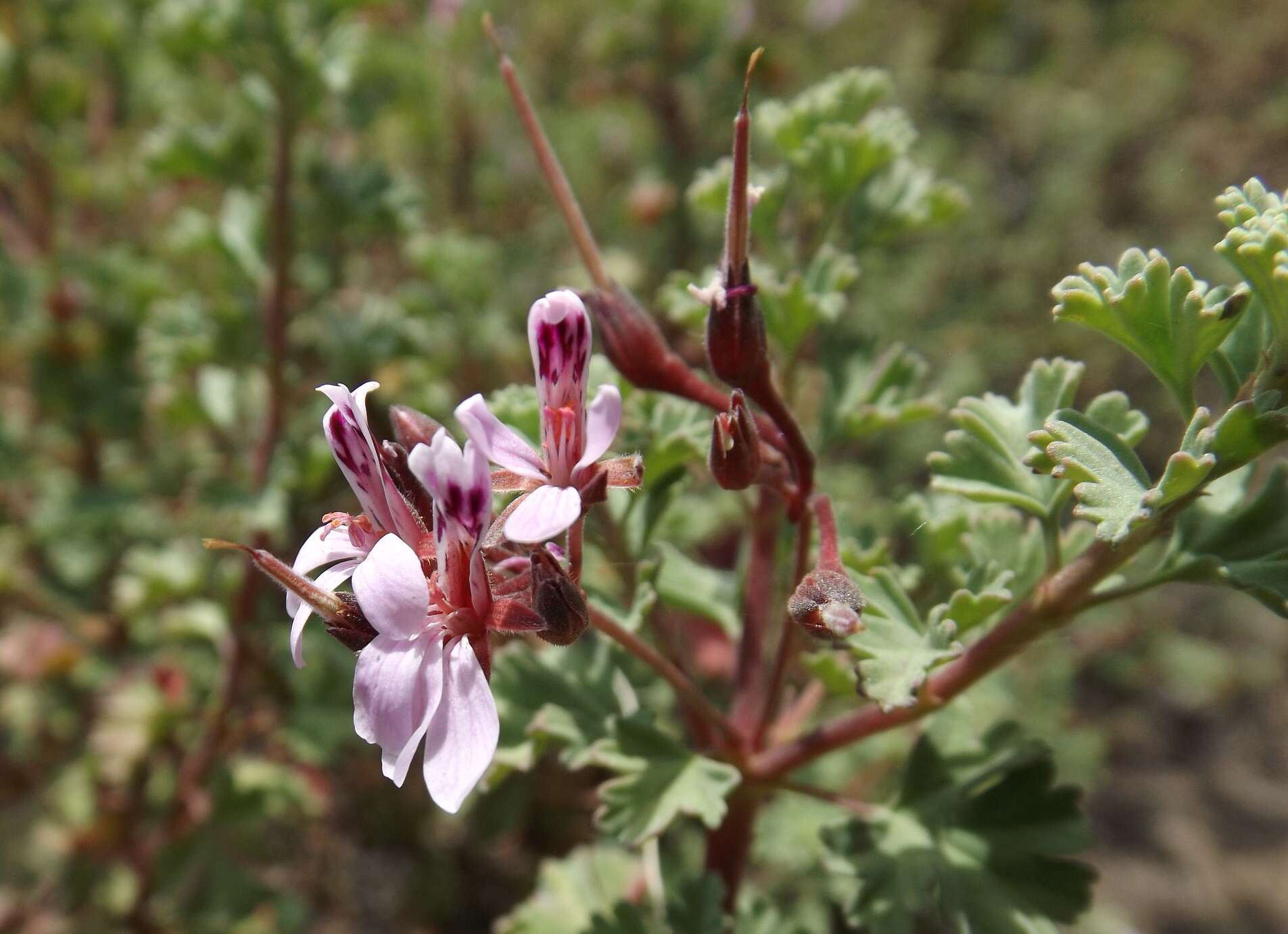 Imagem de Pelargonium exstipulatum (Cav.) L'Her.