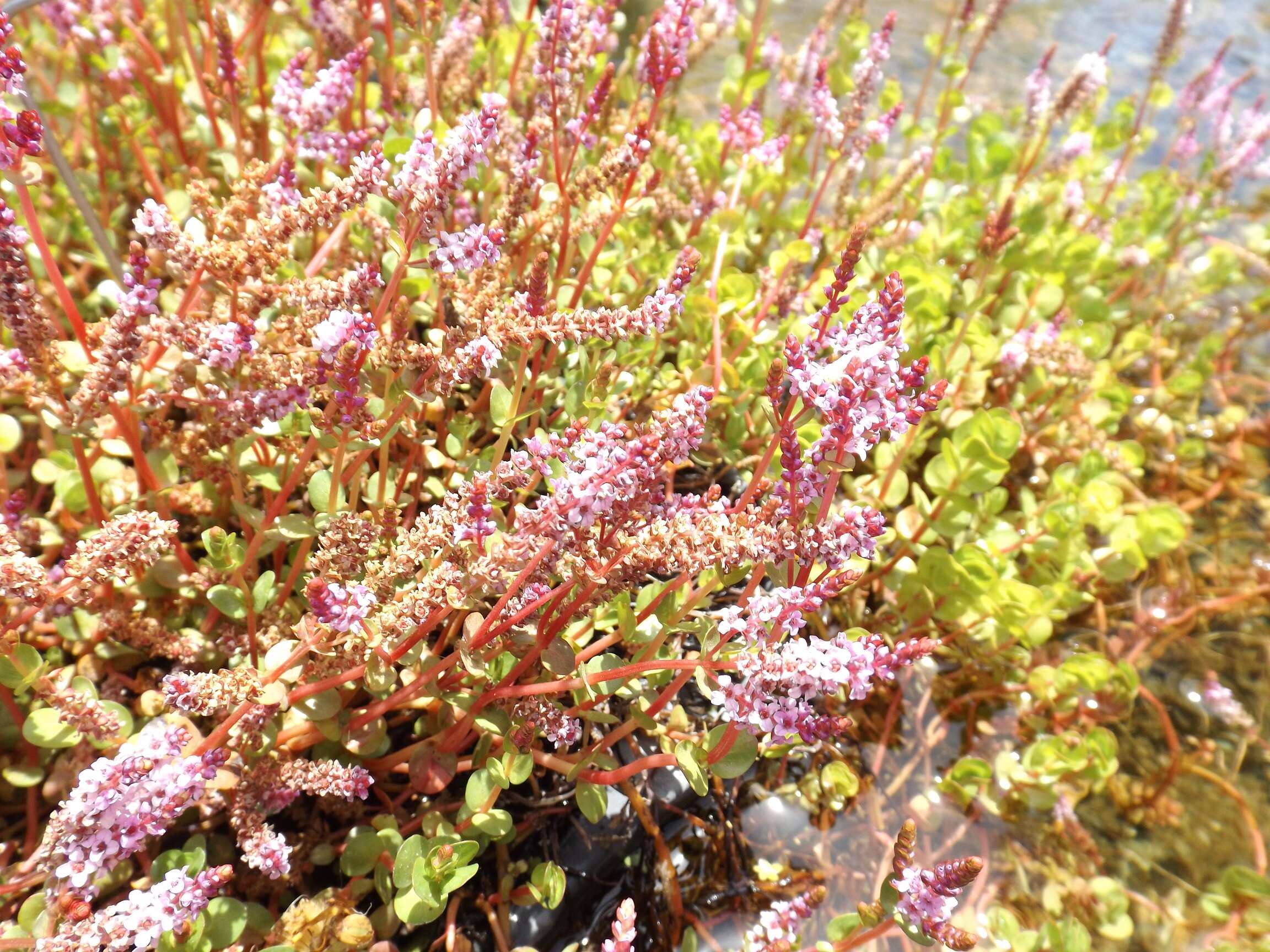 Image of Round-Leaf Toothcup