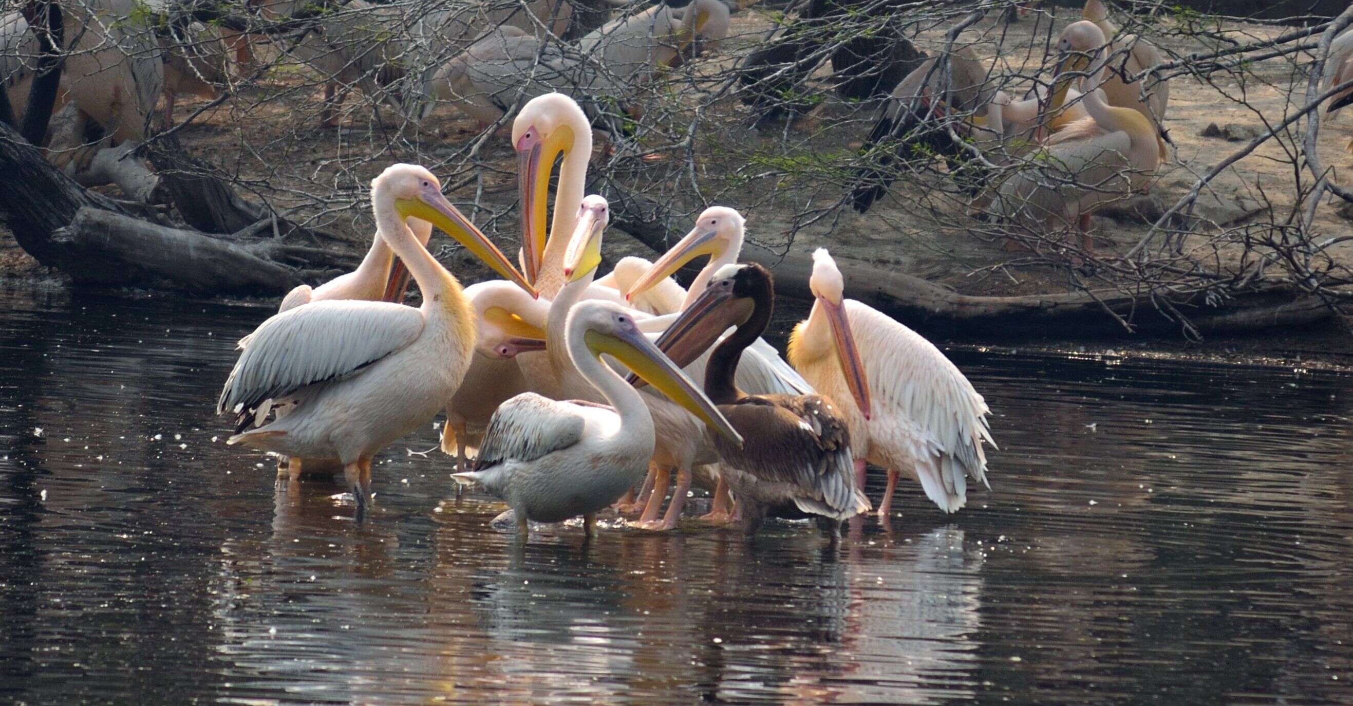 Image of Great White Pelican