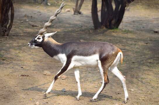 Image de Antilope Pallas 1766