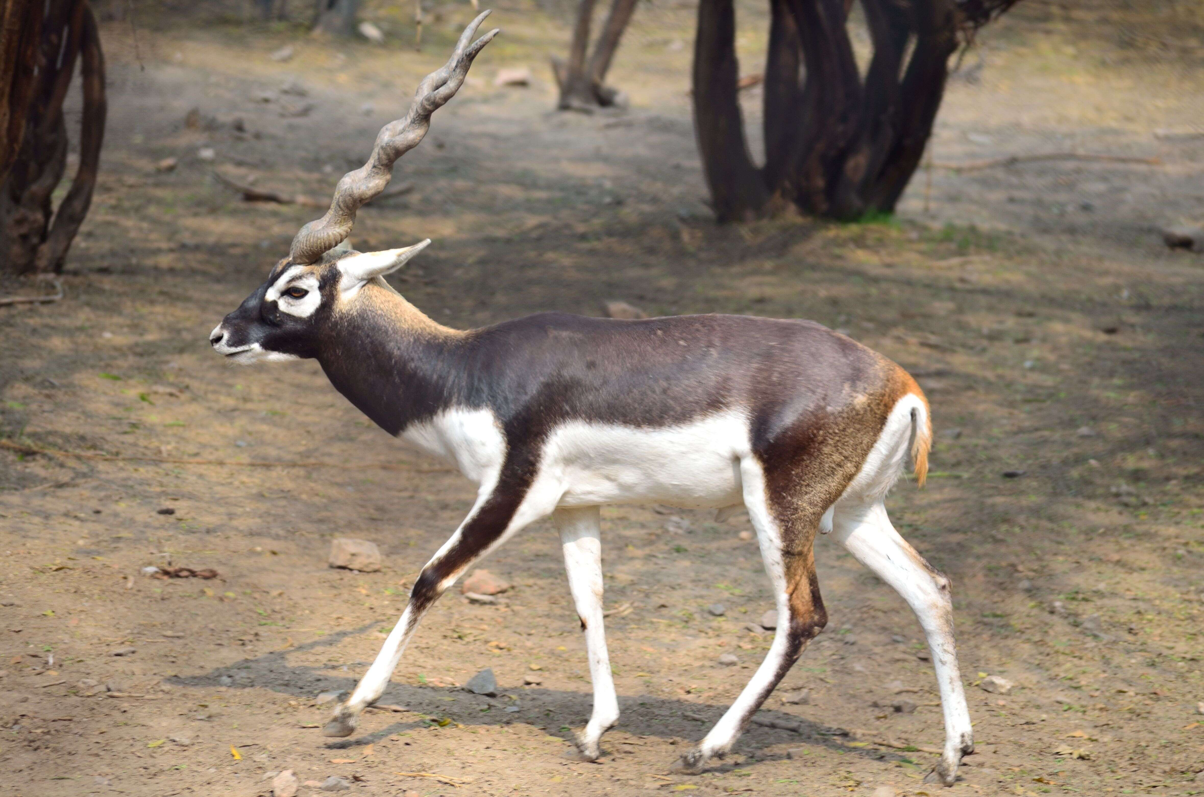 Image de Antilope Pallas 1766