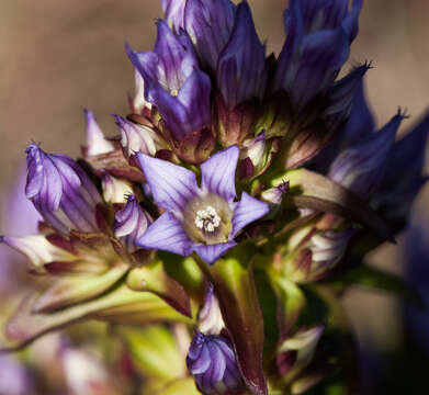 Image de Gentianella quinquefolia (L.) Small