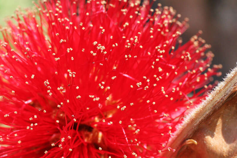 Image of Calliandra dysantha Benth.