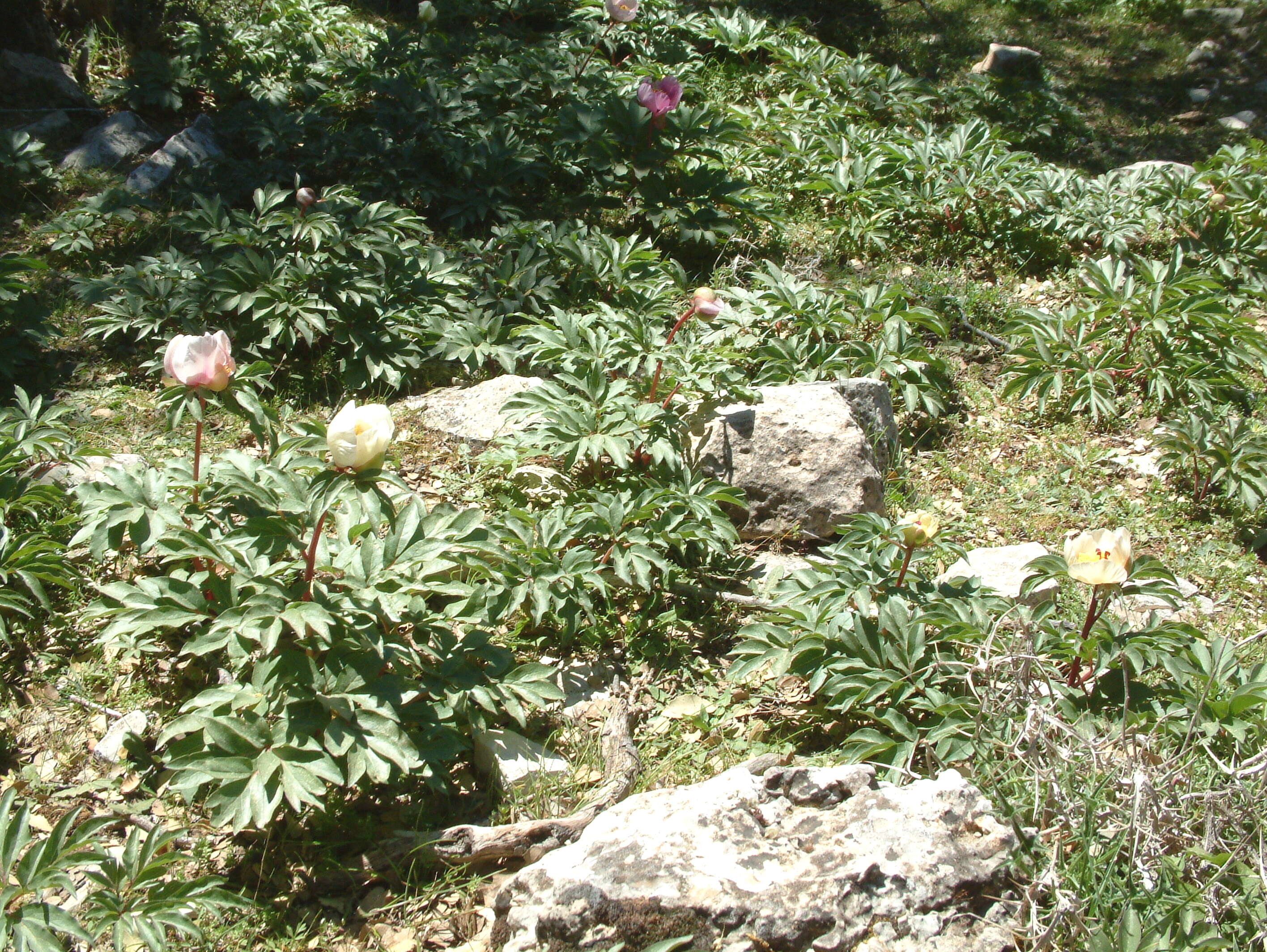 Image of Paeonia clusii E. C. Stern