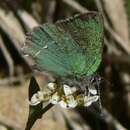 Plancia ëd Callophrys sheridanii