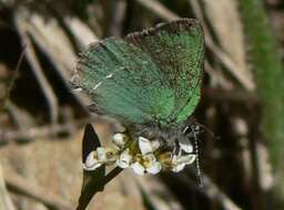 Plancia ëd Callophrys sheridanii