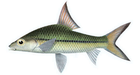 Image of Cyclocheilichthys janthochir (Bleeker 1854)