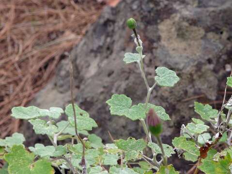 Imagem de Pericallis lanata (L'Hér.) B. Nord.