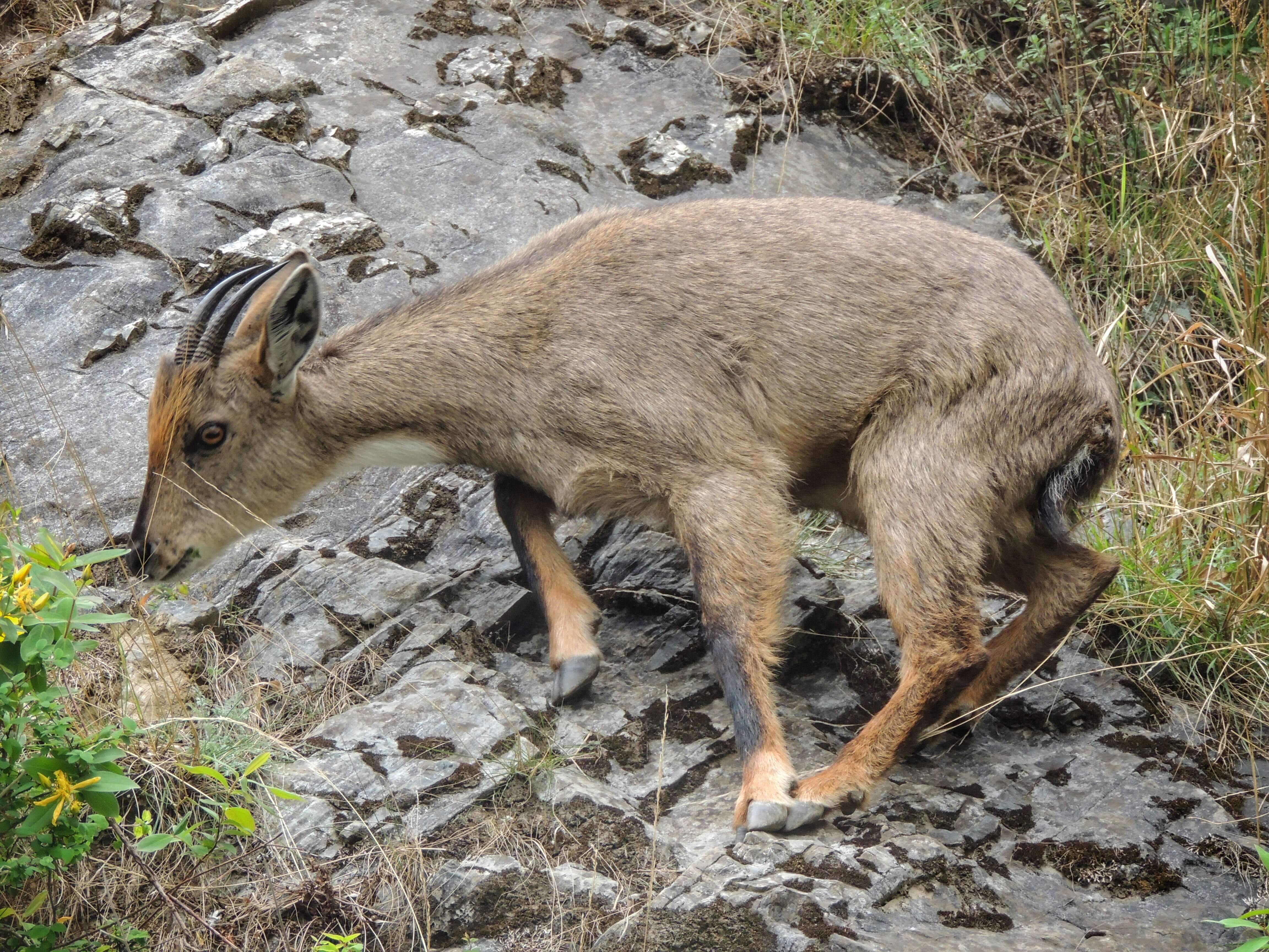 Image of Himalayan Goral