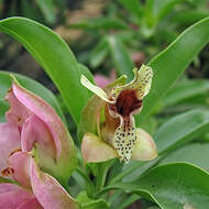 Image of Eremophila fraseri F. Muell.