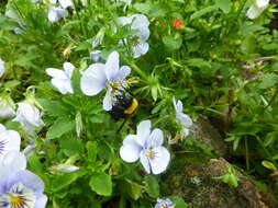 Слика од Bombus argillaceus (Scopoli 1763)