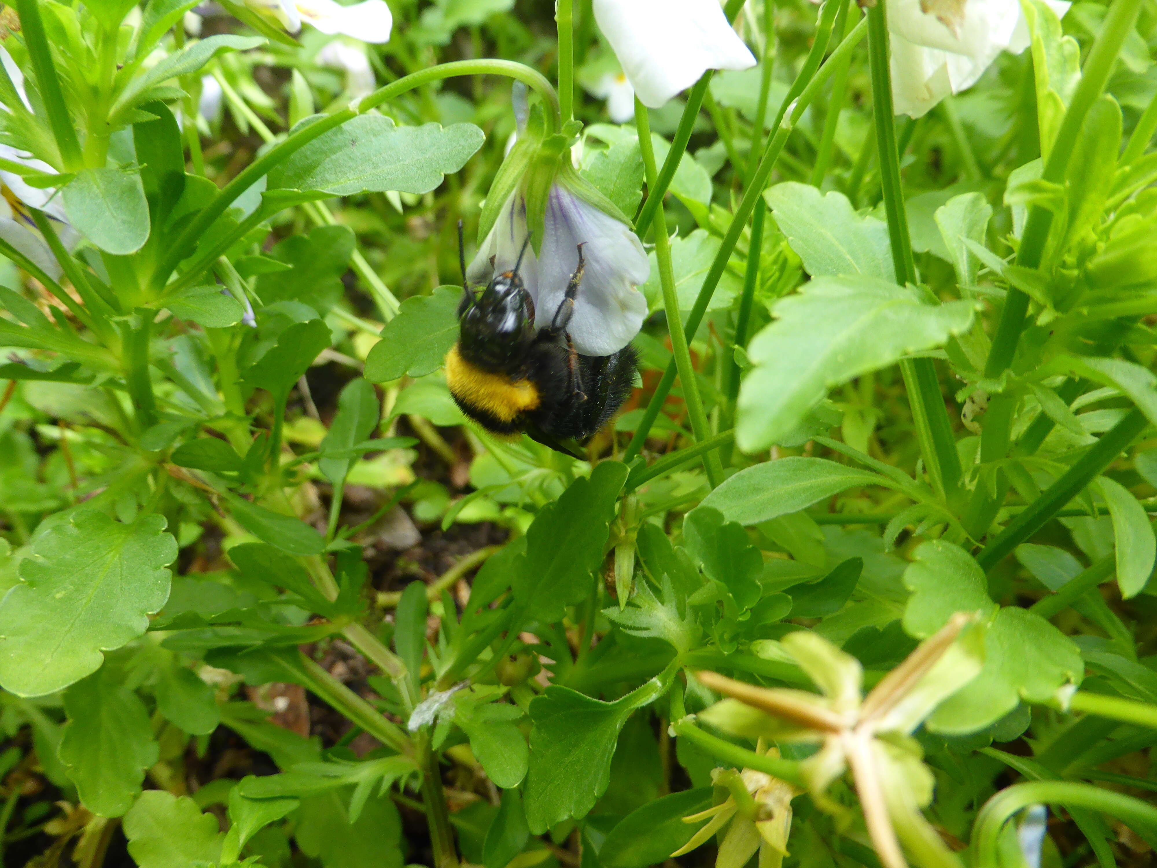 Слика од Bombus argillaceus (Scopoli 1763)