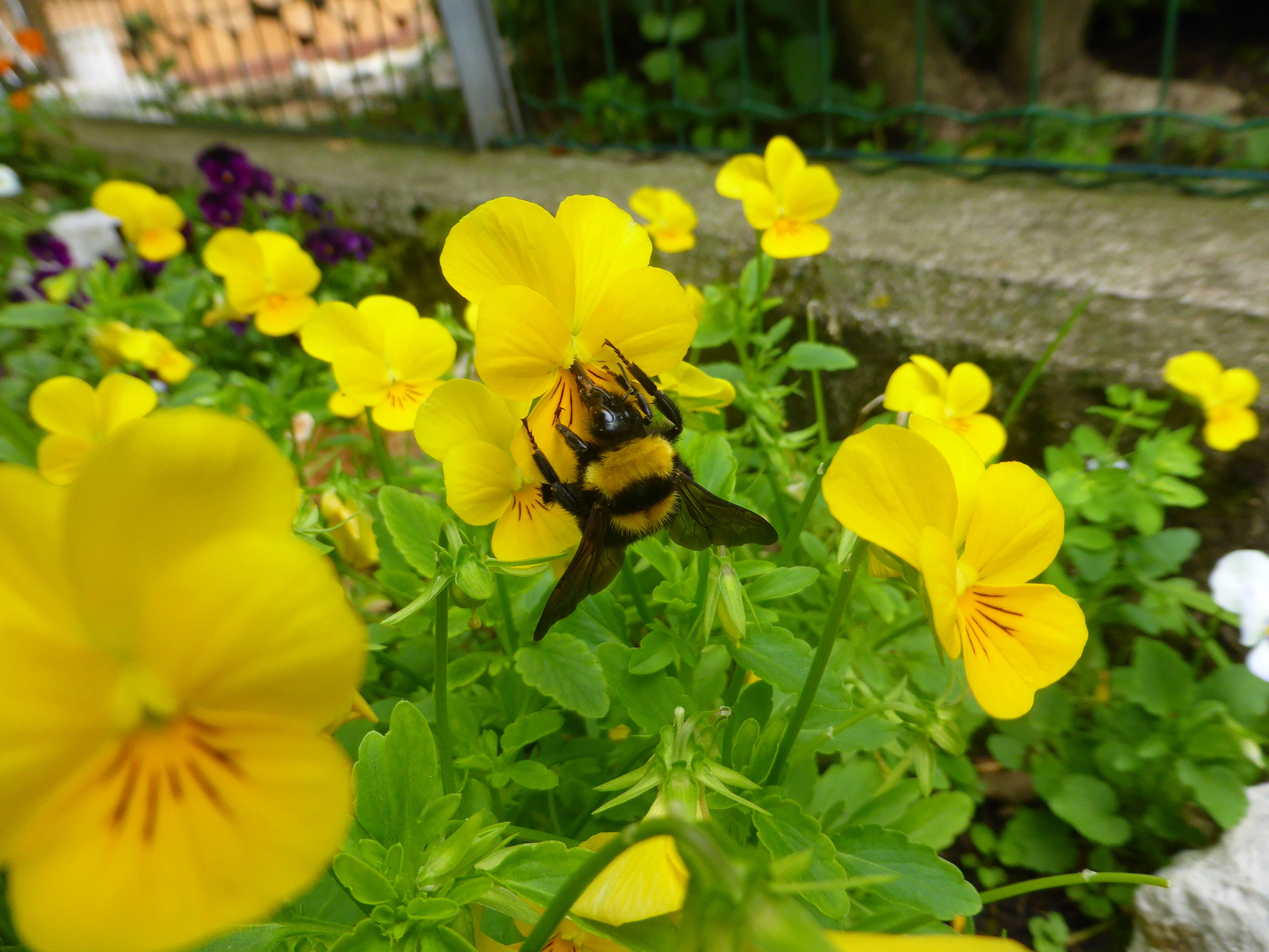 Слика од Bombus argillaceus (Scopoli 1763)