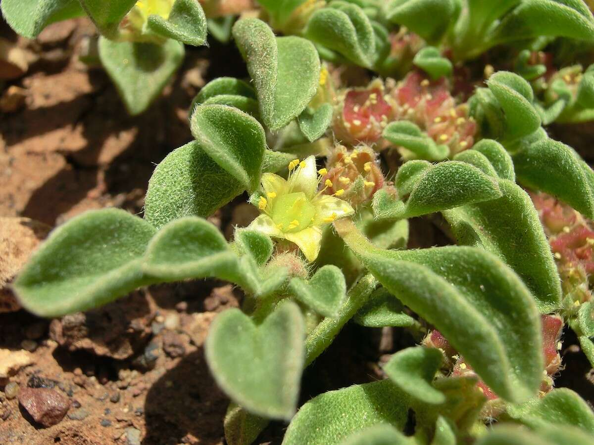 Image of Purslane-leaved aizoon