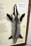 Image of badger