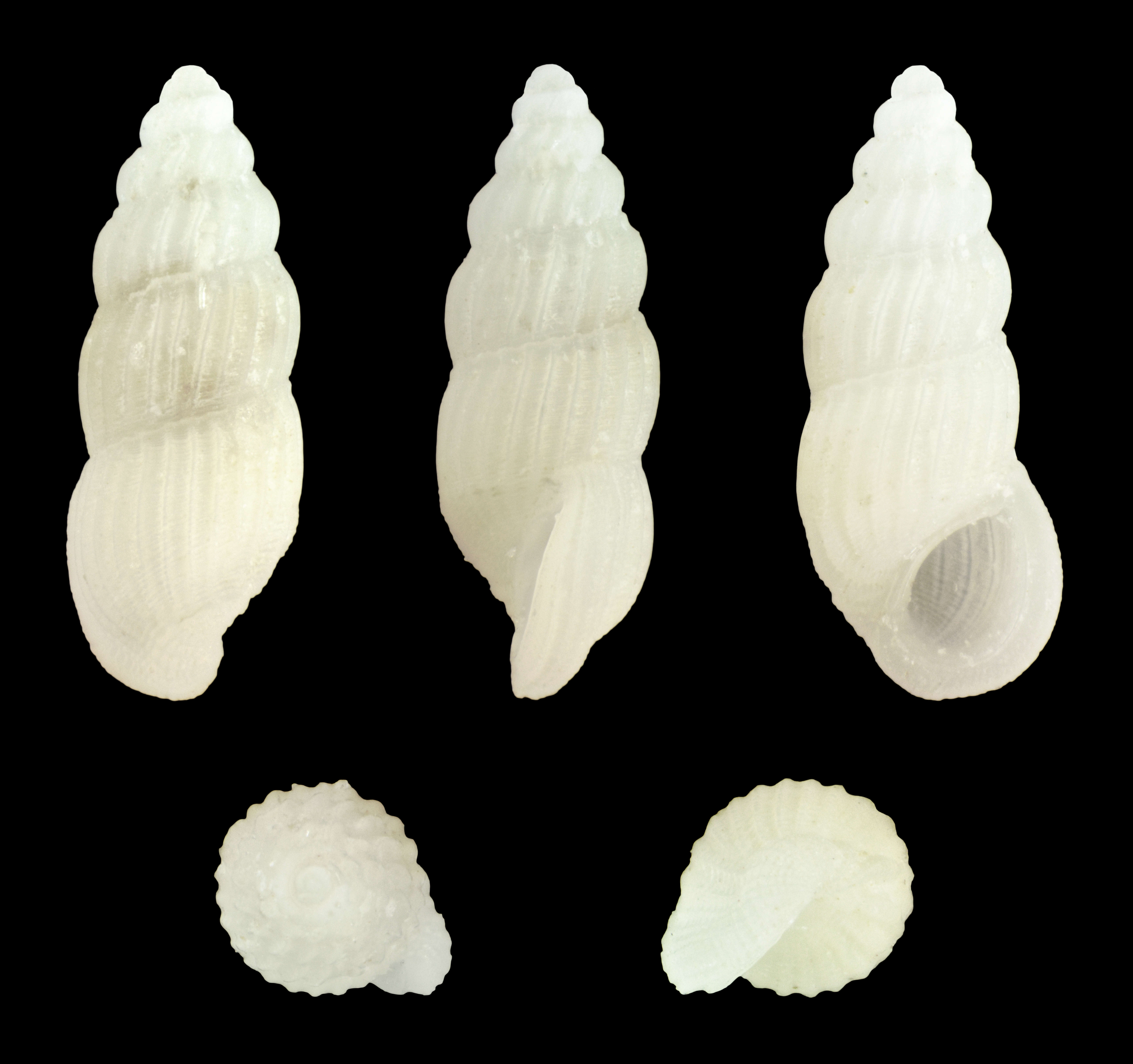 Image of Rissoina multicostata (C. B. Adams 1850)