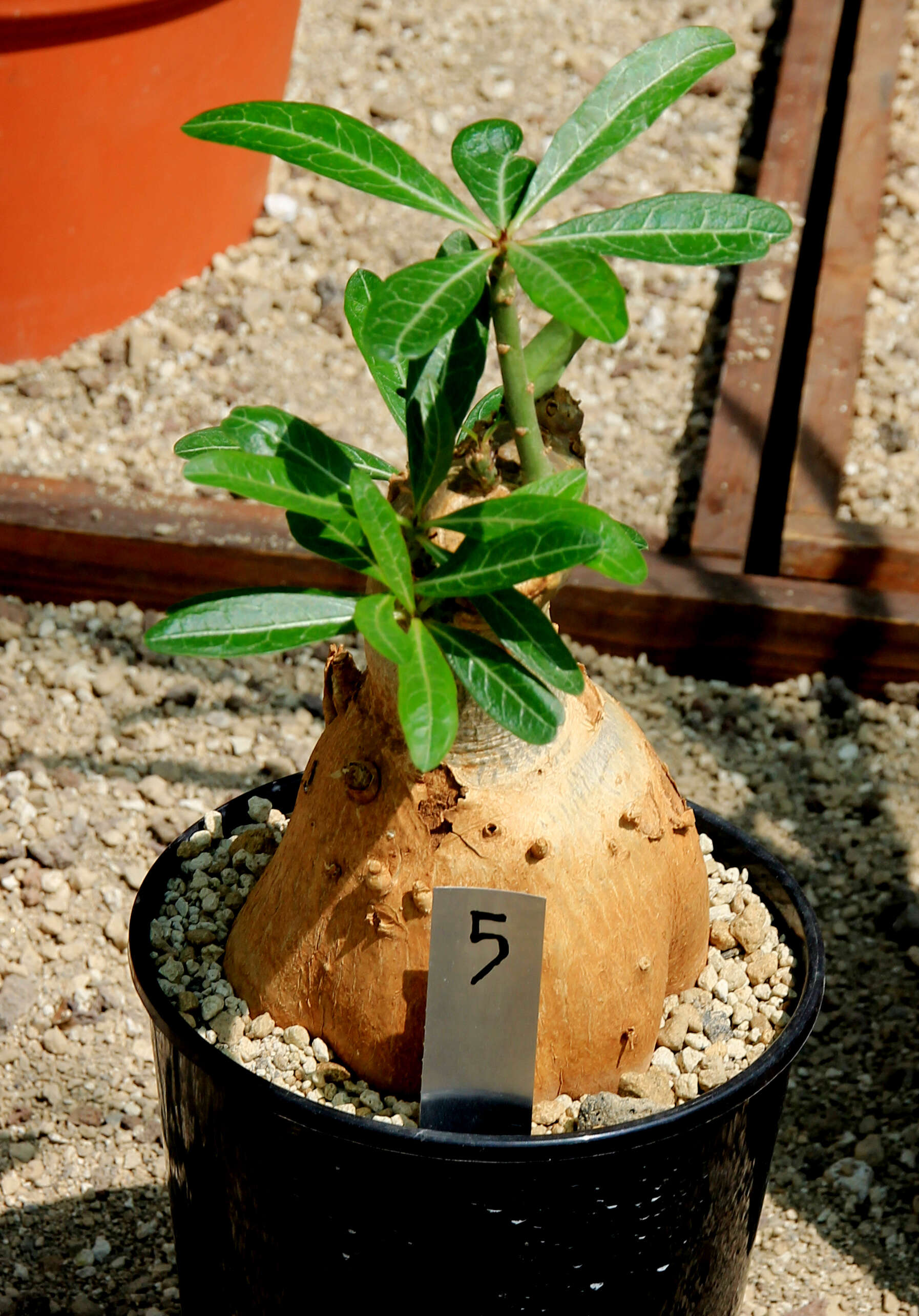 Image de Adenium obesum (Forsk.) Roem. & Schult.