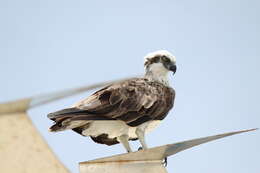 Image of Eastern Osprey