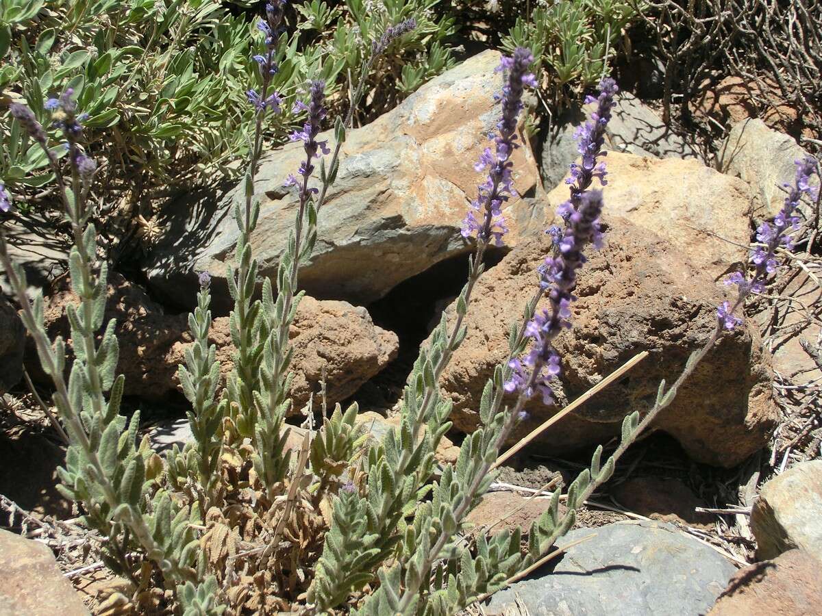 Image of Nepeta teydea Webb & Berthel.