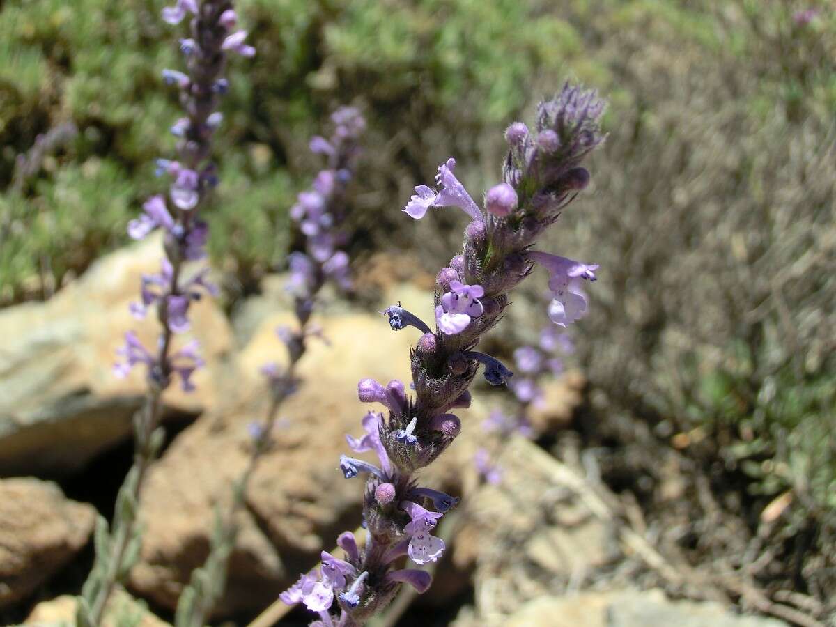 Image of Nepeta teydea Webb & Berthel.