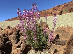 Image of Erysimum scoparium (Brouss. ex Willd.) Wettst.