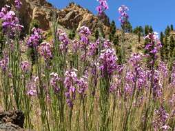 Image of Erysimum scoparium (Brouss. ex Willd.) Wettst.