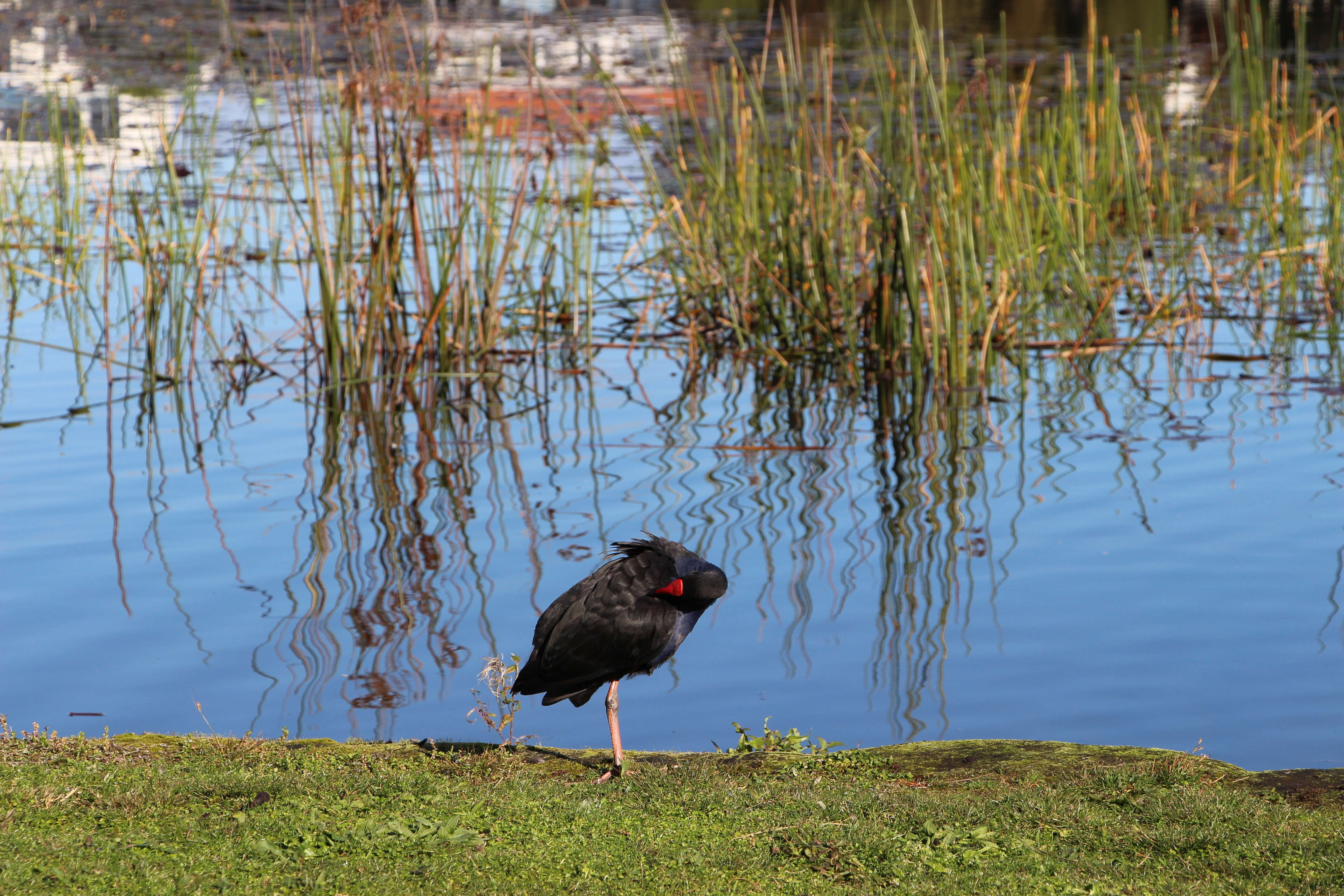 Image of Australasian Swamphen