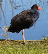 Image of Australasian Swamphen