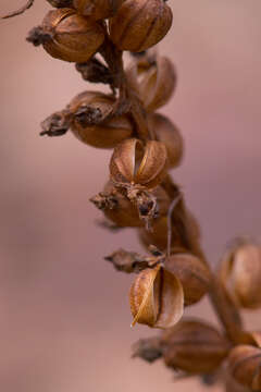 Image of downy rattlesnake plantain