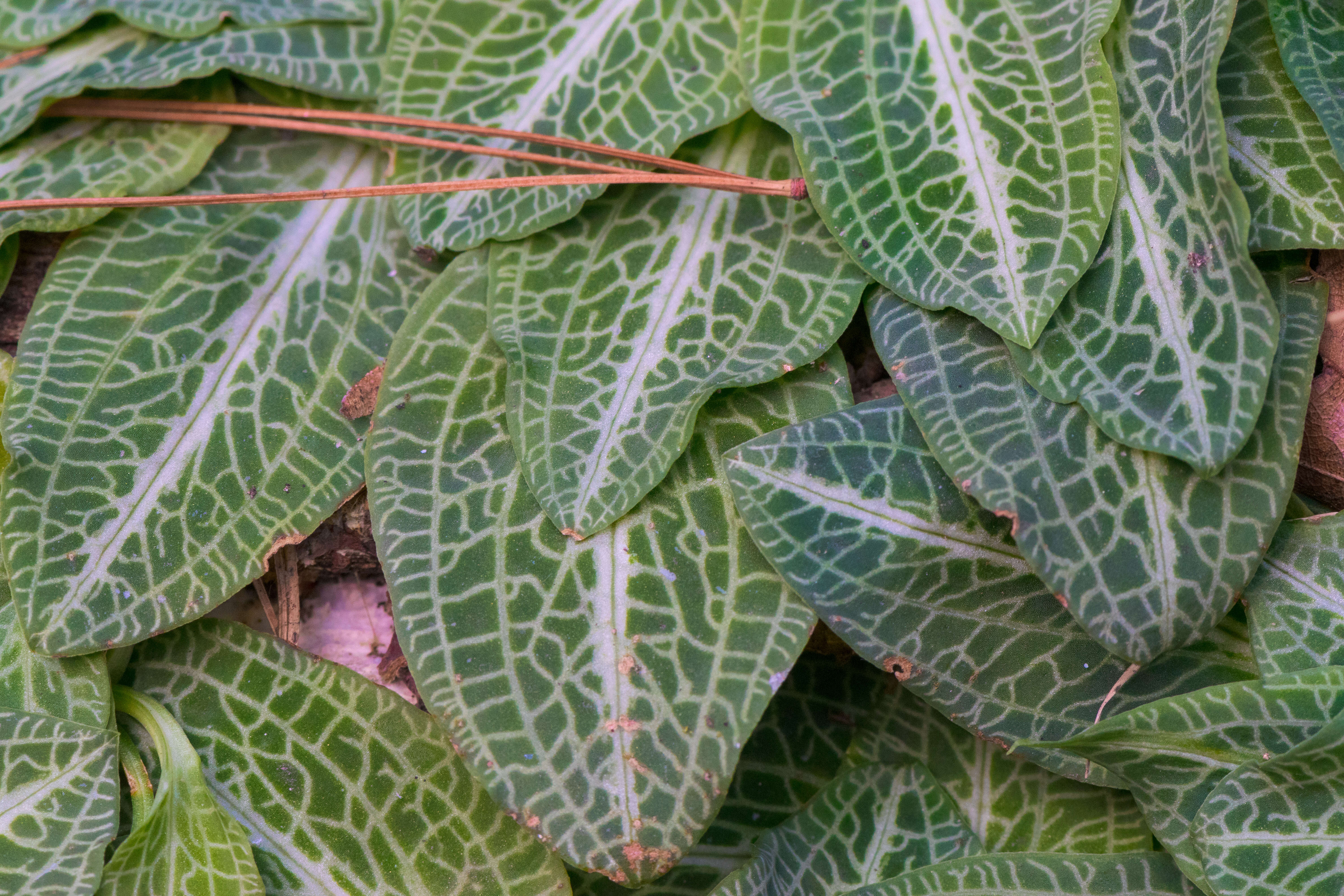 Image of downy rattlesnake plantain