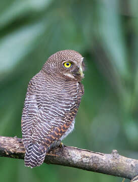 Image of Jungle Owlet