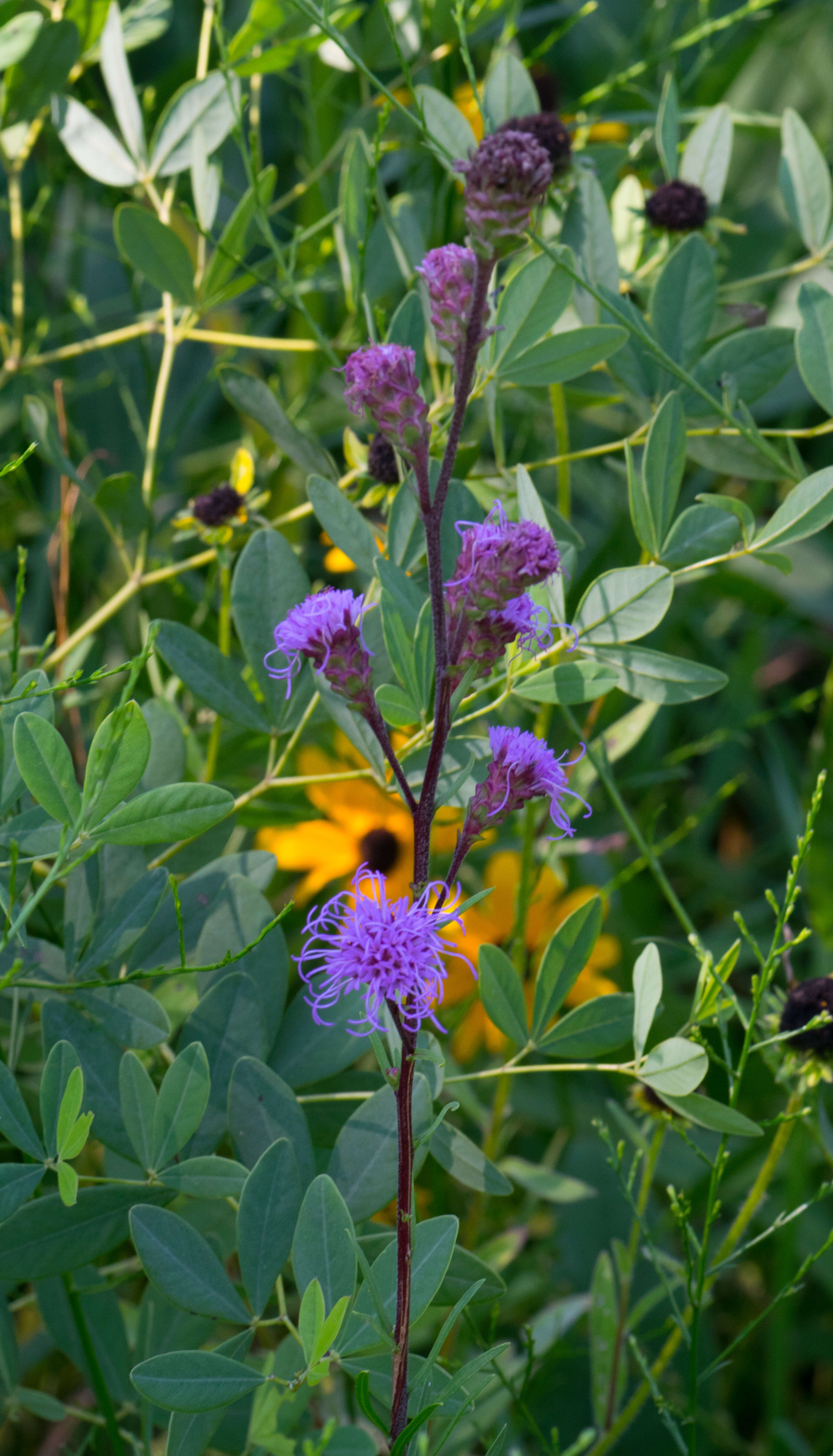 Слика од Liatris ligulistylis (Nelson) Schumann