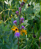 Слика од Liatris ligulistylis (Nelson) Schumann