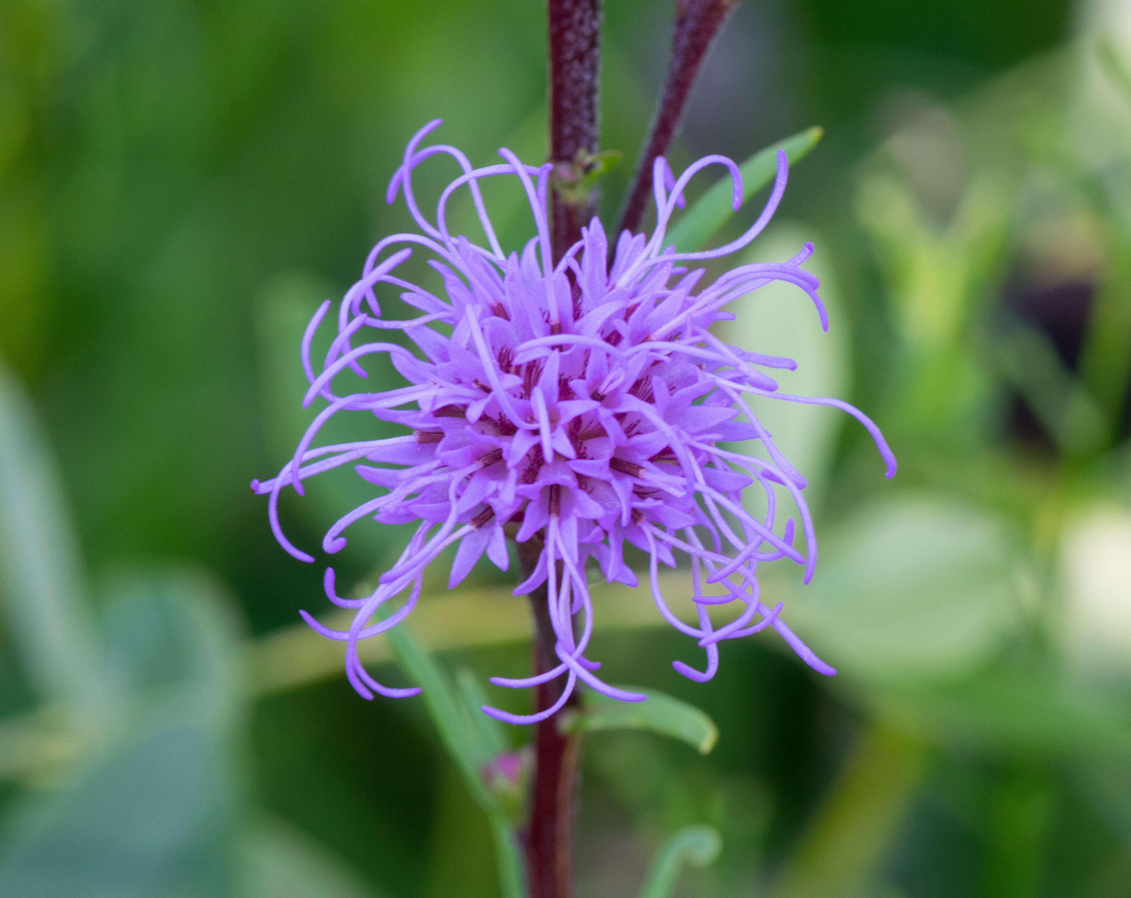 Слика од Liatris ligulistylis (Nelson) Schumann